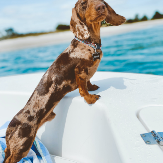 merle dachshund on a boat